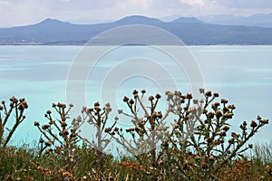 Thistles on Sevan lake, Armenia photo