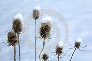 Thistles in the Snow photo