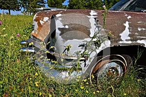 Thistles  and wild flowers growing around an old car with flat tir3e