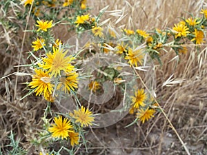 Thistles with yellow flowers photo