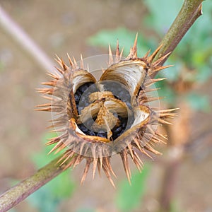 Opened Thistlecapsul