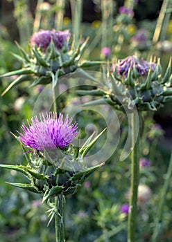 Thistly garden in summer time.