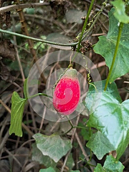 Thladiantha native to the Indian subcontinent, Southeast Asia, and China