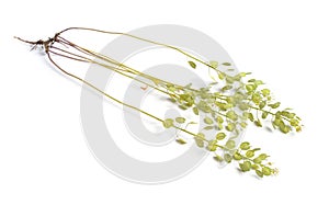 Thlaspi arvense, known by the common name field pennycress. Isolated on white