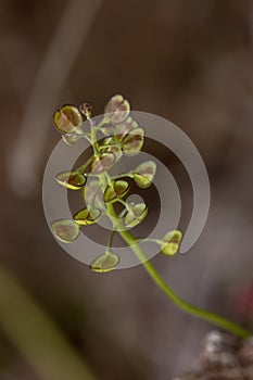 thlaspi perfoliatum flower