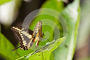 Thoas swallowtail in the wild in rainforest.