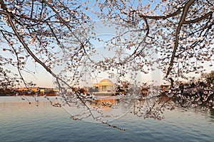 Thomas Jefferson Memorial across Tidal Basin during cherry blossom festival.