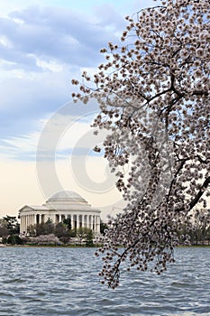 Thomas Jefferson Memorial during Cherry Blossom Festival in spring - Washington DC, United States