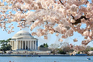 Thomas Jefferson Memorial during Cherry Blossom Festival in spri