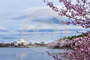 Thomas Jefferson Memorial during Cherry Blossom Festival at the tidal basin, Washington DC