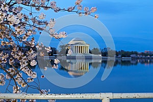 Thomas Jefferson Memorial with reflection in a quiet dawn hour of a cherry blossom festival in US capital city.