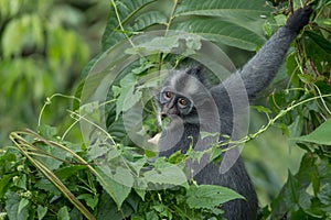 Thomas` langur Presbytis thomasi, also known as the Thomas Leaf Monkey, in Gunung Leuser National Park, Sumatra, Indonesia