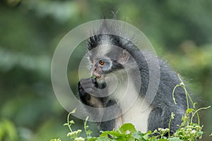 Thomas` langur Presbytis thomasi, also known as the Thomas Leaf Monkey, in Gunung Leuser National Park, Sumatra, Indonesia photo