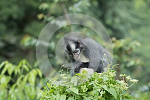 Thomas` langur Presbytis thomasi, also known as the Thomas Leaf Monkey, in Gunung Leuser National Park, Sumatra, Indonesia