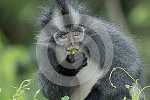 Thomas` langur Presbytis thomasi, also known as the Thomas Leaf Monkey, in Gunung Leuser National Park, Sumatra, Indonesia