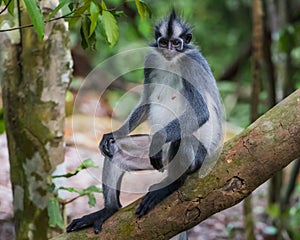 Thomas langurs closeup sitting on a branch with its tail hanging down Bohorok, Indonesia photo