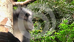 Thomas-leaf monkey feeds in Gunung Leuser National Park, Bukit Lawang.