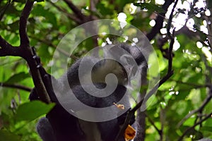 Thomas Leaf monkey in Gunung Leuser National Park