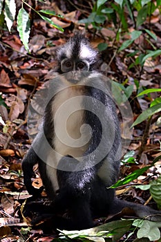 Thomas Leaf monkey in Gunung Leuser National Park