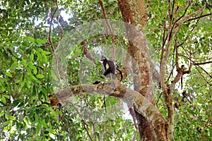 Thomas Leaf monkey in the Gunung Leuser national park, Sumatra, Indonesia