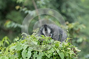 Thomas Leaf Monkey Presbytis thomasi in Gunung Leuser National Park, Sumatra, Indonesia. photo