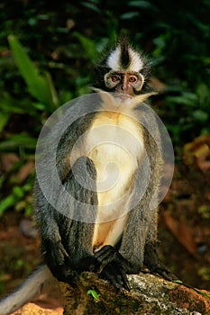 Thomas leaf monkey sitting on the ground in Gunung Leuser Nation photo