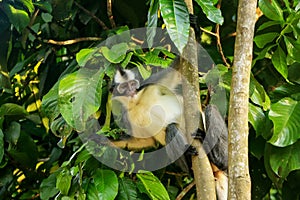 Thomas leaf monkey Presbytis thomasi sitting in a tree in Gunu