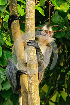 Thomas leaf monkey Presbytis thomasi sitting in a tree in Gunu