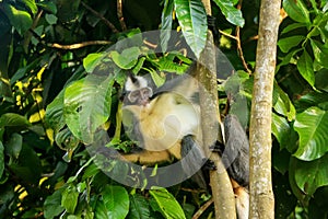 Thomas leaf monkey Presbytis thomasi sitting in a tree in Gunu photo