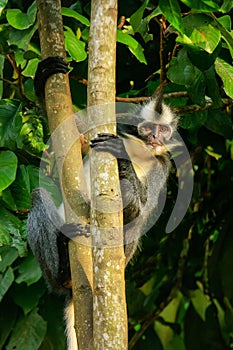 Thomas leaf monkey Presbytis thomasi sitting in a tree in Gunu photo