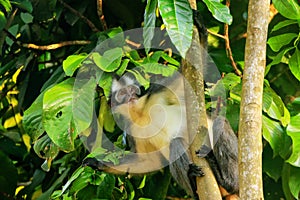Thomas leaf monkey Presbytis thomasi sitting in a tree in Gunu