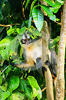 Thomas leaf monkey Presbytis thomasi sitting in a tree in Gunung Leuser National Park, Bukit Lawang, Sumatra, Indonesia