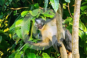 Thomas leaf monkey Presbytis thomasi sitting in a tree in Gunung Leuser National Park, Bukit Lawang, Sumatra, Indonesia photo