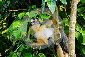 Thomas leaf monkey Presbytis thomasi sitting in a tree in Gunung Leuser National Park, Bukit Lawang, Sumatra, Indonesia photo