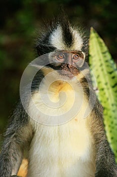 Thomas leaf monkey sitting on the ground in Gunung Leuser Nation