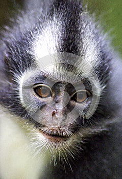 Thomas`s Langur Presbytis thomasi monkey in rain forest