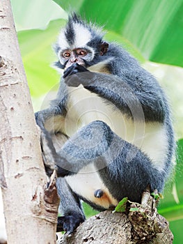 Thomas's leaf monkey