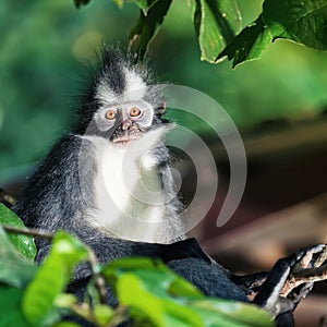 Thomas's leaf monkey