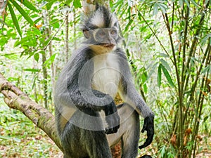 Thomas`s Leaf Monkey in Bukit Lawang, Indonesia