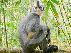 Thomas`s Leaf Monkey in Bukit Lawang, Indonesia