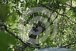 Thomas Leaf Monkey Presbytis thomasi