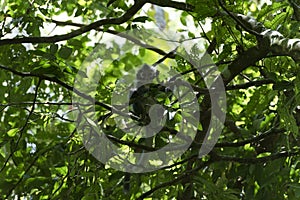 Thomas Leaf Monkey Presbytis thomasi