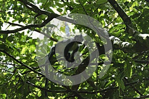 Thomas Leaf Monkey Presbytis thomasi