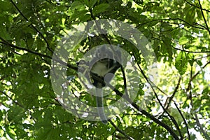 Thomas Leaf Monkey Presbytis thomasi