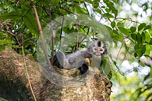 Thomas's Leaf Monkey Presbytis thomasi