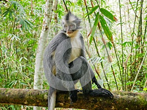 Thomas`s Leaf Monkey. Sightings of Thomas`s leaf monkey in Bukit Lwang, Indonesia