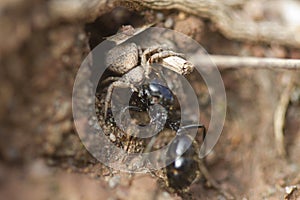 Thomisidae predator ant queen