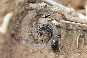 Thomisidae predator ant queen