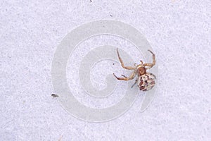Thomisidae spider