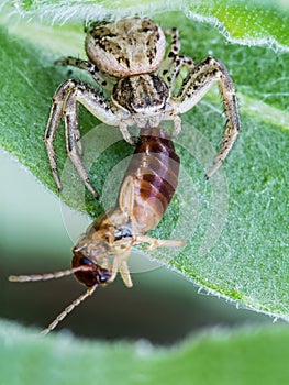Thomisus eating
